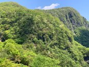 【お花情報】イロハ坂剣ヶ峰付近(下り専用第一イロハ坂)のトウゴクミツバツツジ、シロヤシオツツジ満開
