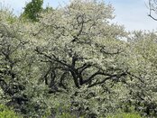 【春のお花情報】ズミの花の咲くころ（６月上旬）