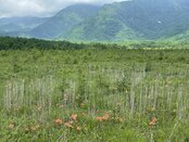 【自然情報】戦場ヶ原の風景　レンゲツツジ